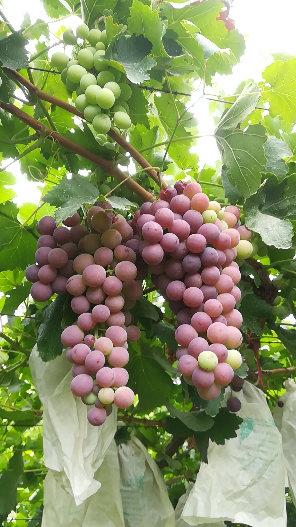 微信图片_20180321094855