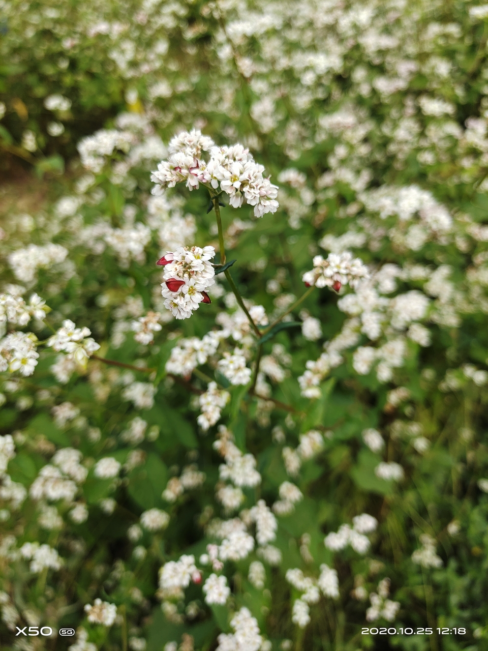 微信图片_20201027110424