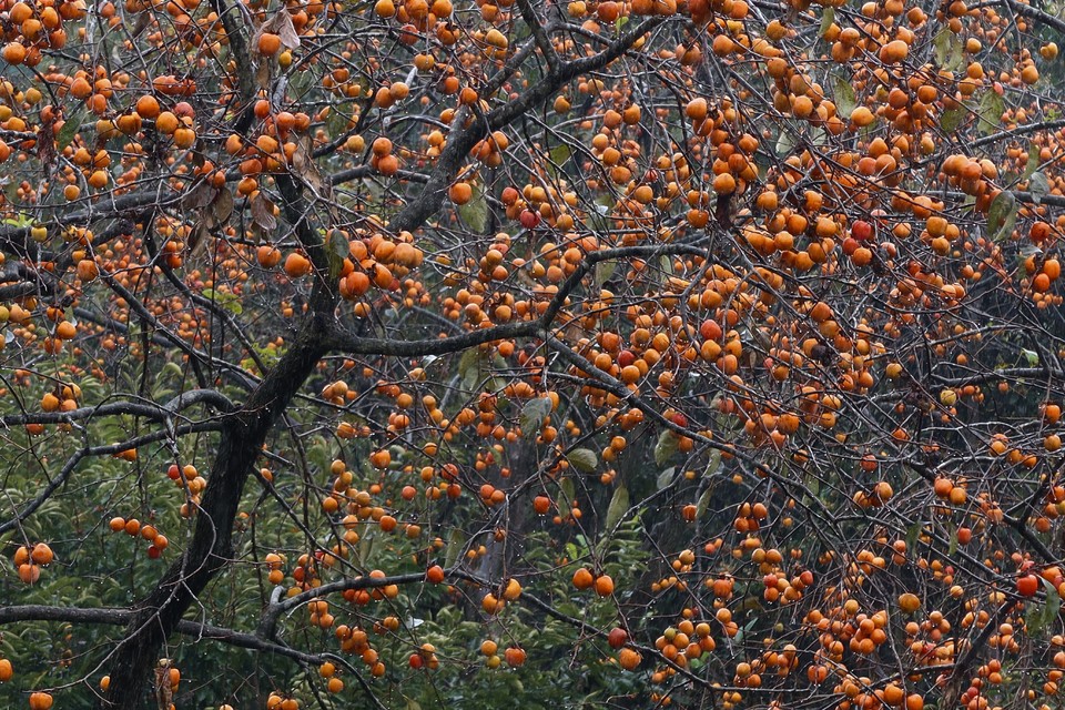 微信图片_20201102123029