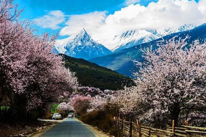 【2020年3月西藏桃花】9日精品VIP小团5－15人 我为桃花狂-情定拉萨然乌湖，赏林芝/波密桃花