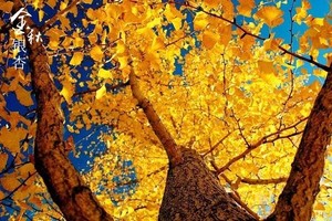 11.22成行【轻奢赏秋】南雄银杏+时光隧道2天 入住汤溪温泉酒店