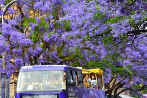 【一路繁花】丽江古城、鹤庆西龙潭、桑岭村流苏花雨、剑川古城、兰坪罗古箐、马象公路杜鹃花海、秘境哀牢山、易门绿汁镇凤凰花、