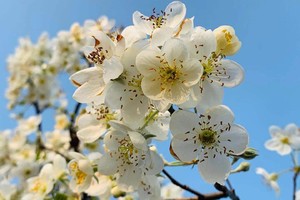 春节【广佛出发⎜山楂花之恋】相约广宁赏洁白如雪的山楂花，品当地美食1天游