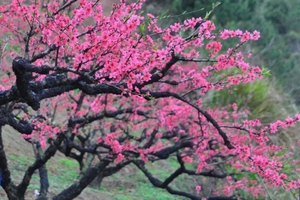 【广佛出发｜连平桃花】轻徒鹰嘴桃之乡，赏十万亩桃花盛宴1天