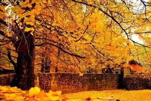 【广州出发 | 醉美金秋】打卡《亲爱的》取景地坪田冯屋&千年银杏坳背村+帽子峰林场赏银杏摄影2天！