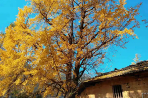 【漠川秋色】这个秋天，一起漫步古韵漠川，探秘天生桥，秦家大院，寻觅兴安美食2天2夜！