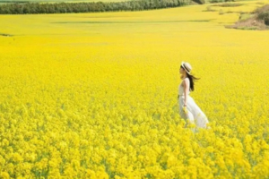 【滇东南花色】元阳梯田-罗平油菜花-红土地-九龙瀑布-弥勒东风韵-加级寨梨花-宜良樱花-建水-蚁工坊-抚仙湖7日游