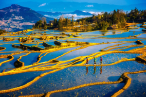 【滇东南之春】元阳梯田-罗平油菜花-九龙瀑布-坝美-普者黑-弥勒东风韵-建水-屏边滴水苗城-大围山-人字桥-火车集市7日