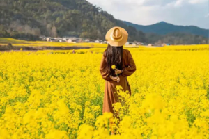 【滇东南早春】元阳梯田-红土地-罗平油菜花-弥勒东风韵-蚁工坊-建水小火车-碧色寨-抚仙湖-美憬阁下午茶轻奢6日游