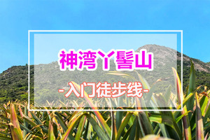 五一假期天天出发【神湾丫髻山】打卡中山版小华山，深入神湾菠萝产地，体验摘菠萝乐趣，农家乐品尝菠萝餐