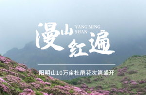 五一【阳明山杜鹃花3天】杜鹃花开，月岩、上甘棠、黄姚古镇、零陵古城