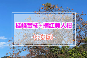 周末出发【桂峰赏柿+摘红美人柑】桂峰村乡村漫步，赏红柿挂满枝头，香蜜山摘美人柑体验。