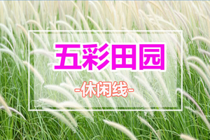 周末出发【五彩田园1天】秋日限定，茶庄里的浪漫：北江畔狗尾巴草盛放，水墨梦境情人桥同心岛-