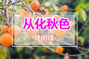 周末出发【从化秋色1天】探秘从化柿子村，罗洞工匠小镇+艾米千亩金色稻田，拍秋景大片，品从化农家菜