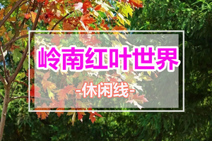 周末出发【荞麦花+红叶世界】翁源百亩荞麦花盛开，漫步广东“小香格里拉”、畅游岭南红叶世界，赏醉美红枫、打卡高山牧场-