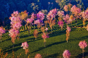 【金秋花事】无量山樱花谷-腾冲银杏村-瑞丽-芒市金银塔-热带雨林-奇幻热海-和顺古镇-柏联温泉-诺邓古村-巍山古城7日游