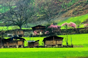 【滇西秘境】腾冲银杏-和顺-怒江丙中洛-独龙江纹面女-神田-雾里村-老姆登-诺邓-巍山古城-南涧土林-无量山樱花10日游