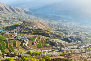 【大美梨花】春染川西