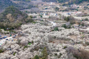 特价98【水浪花谷】漫山遍野花开，打卡“清远小林芝”水浪花谷、千亩山楂花基地~
