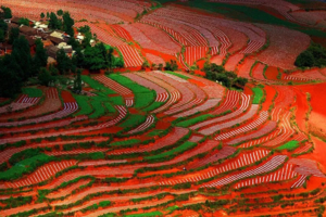 【滇东南全景】元阳梯田-罗平油菜花-建水-碧色寨-坝美-普者黑-东风韵-抚仙湖-东川红土地-元谋土林9日游