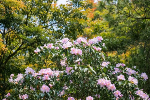 【杜鹃花开·梧桐山】深圳第一峰梧桐山最美花海盛开，一年一度的毛棉杜鹃花开啦，漫山遍野一片粉！