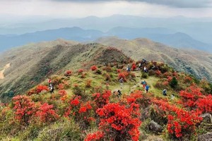 【高山杜鹃·天露山】 天露山万亩高山杜鹃惊艳绽放！一起欣赏漫山遍野红杜鹃花！