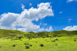成行【阳春鸡笼顶1天1夜，含住宿】徒步阳春鸡笼顶，打卡美粤西最美高山大草原