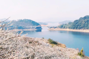 【从化梅花】桂峰飘雪·梅李绽放铺满山， 流溪香雪梅花胜似雪，打卡多巴胺欧式建筑8号仓流溪河奥莱小镇1天游！