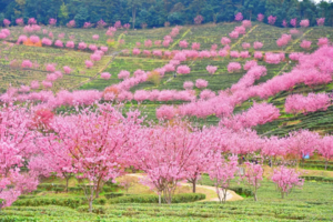 春节假期！【潮汕古城&阴那山樱花】逛潮州古城赏非遗英歌舞、赏广东樱花天花板阴那山千亩樱花