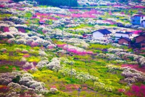 每周三、六出发【春暖花开】探寻九峰醉美花海，赏从化樱花盛宴，行摄韶关时光隧道2天 