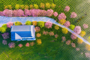 春季限定【福建樱花2天】不用去日本！美哭《国家地理杂志》的樱花茶园就在福建，还有大鱼海棠同款土楼！