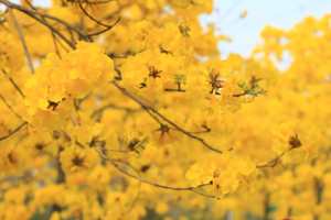 【春季赏花】行摄三水黄花风铃，“蓝眼泪”矿山湖，打卡清远禾雀花基地