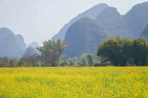 【花季阳朔2天】骑行遇龙河赏油菜花海，体验手撑竹筏游，徒步漓江精华段，西街艳遇