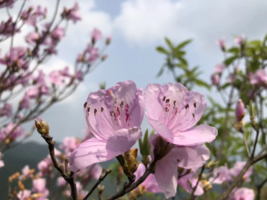 特惠【通天蜡烛】每周六/日登从化通天蜡烛，赏满山杜鹃花红似火，登山1天