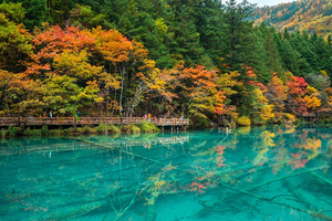 【大美九寨】川西北彩林盛宴  15人即升级摄影师+领队双人服务 · 升级3晚4钻酒店 · 九寨沟+黄龙+黑水彩林+毕棚沟