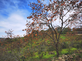 每周日出发【谷柿丰收】桂峰村百亩柿子熟挂枝头，红红火火！“小龙脊”百亩梯田，稻浪涛涛！“小泸沽湖”碧波荡漾，悠然享受