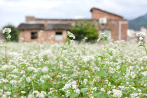 每周日出发【荞见枫叶】赏八万棵红枫，漫步岭南红叶世界！霍比特人小屋、高山茶园、天空之境、天梯！相遇百亩浪漫荞麦花