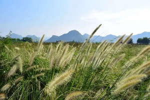 秋日限定【仙湖+五彩田园】茶庄里的浪漫：北江畔狗尾巴草盛放，水墨梦境情人桥同心岛