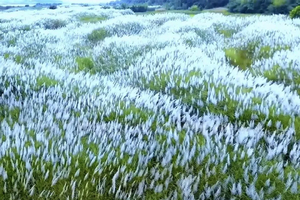 新线【每周六，特价98元】广东版的绝美“蓝眼泪”+北江千亩芦苇花盛开+石角小新疆+美味农家菜~