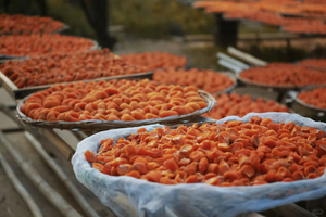 每周五出发【恭城柳州】赏恭城月柿，柳州citywalk，窑埠古镇，大龙潭公园，黄姚古镇，百里柳江夜景美食！