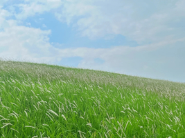 特价79元，11月8号【英德秘境】茶庄里的浪漫：北江畔狗尾巴草盛放，情人桥同心岛1天活动