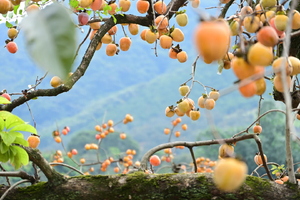 特价39元，11月8/9号【从化寻秋】邂逅从化千亩“柿”外桃源，红红火火满枝头，罗洞工匠小镇+艾米千亩稻田，美味农家菜~