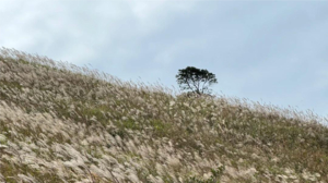 特价89元，11月5、6、8、9号【惠州金色大南山】邂逅秋日金色大南山芒花季，徒步穿越迷人高山草甸1天