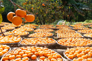 特价258，11.8-9出发【恭城月柿】柿子红了，一起行摄恭城红岩村、黄姚古镇，感受广西的秋色！