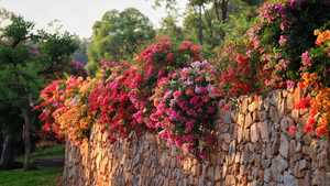 11月30日召集！【广100第五站·马岭观花】藏在花都的“莫奈花园”：草原14公里千人徒步大会
