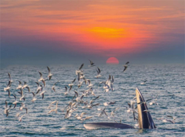【巨鲸花园】（视频版）别让期待落空！赶紧预约专属北海涠洲岛观鲸，赴一场心灵之约！