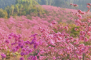 特价79！每周日出发【冬影江门】花花世界！美拍千亩紫花风铃花海，行摄圭峰山百亩红枫，漫步石涧碧湖红水杉