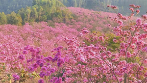 特价79！节假日出发【冬影江门】花花世界！美拍千亩紫花风铃花海，行摄圭峰山百亩红枫，漫步石涧碧湖红水杉