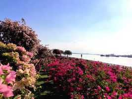 美极了，每周三/四出发【11月29号盛大开幕，特价88元】一年一度中山小榄菊花展+横栏花洲3KM花海长廊，惊艳无比~