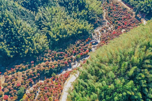 周日出发【蓝山谷】美爆了！蓝山谷十里枫叶林， 赏千亩五角枫叶林